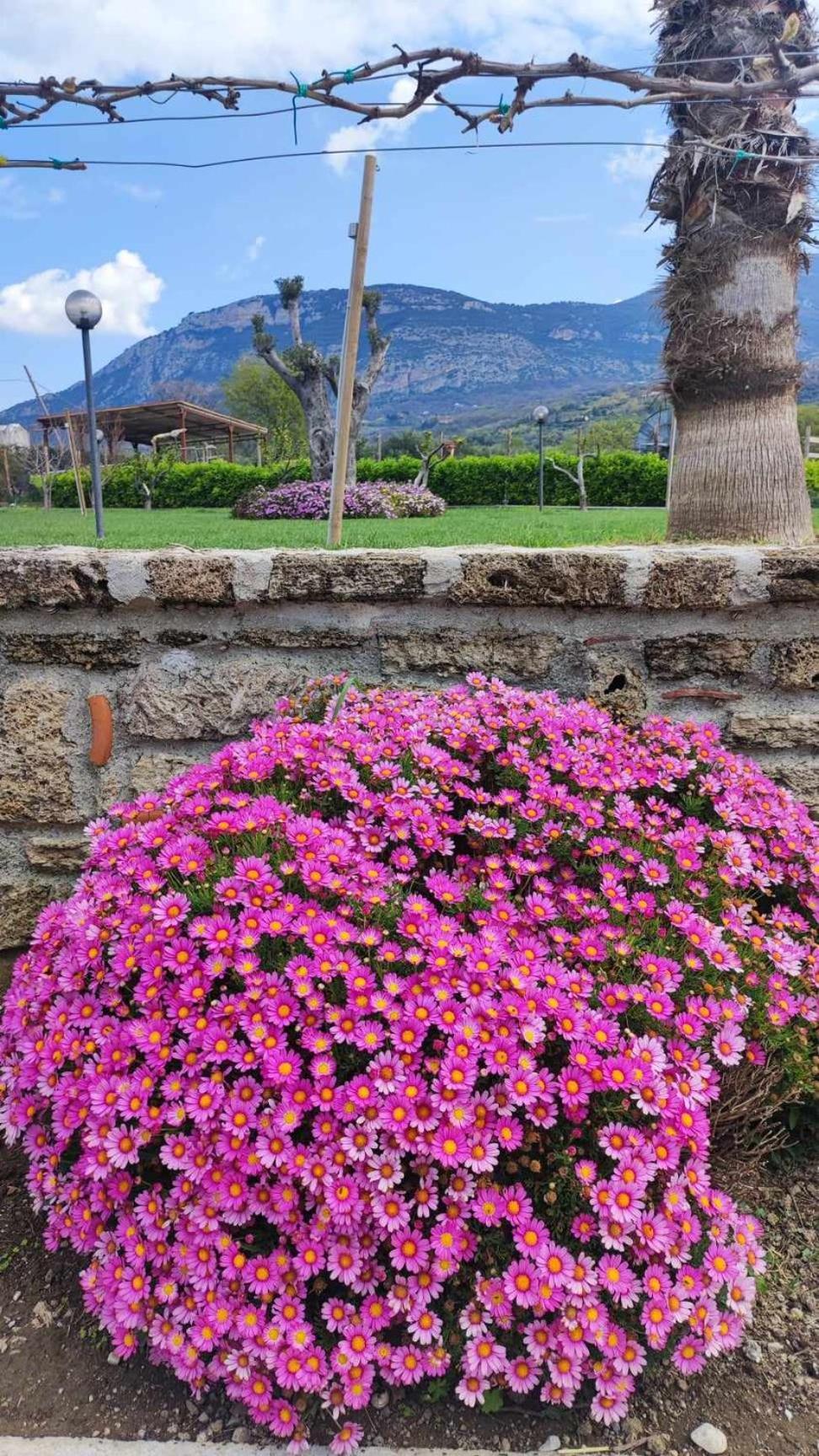 Bed and Breakfast Le Colline Di Paestum Capaccio Exteriér fotografie